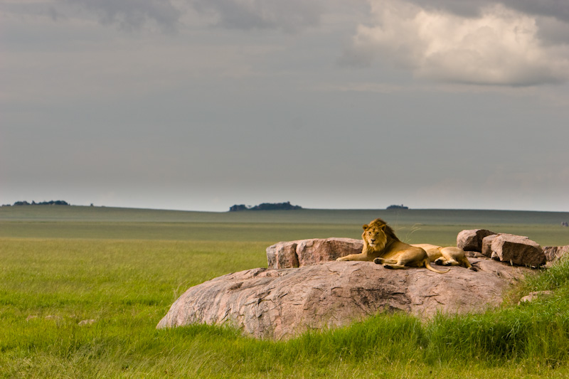 Lion On Kopje